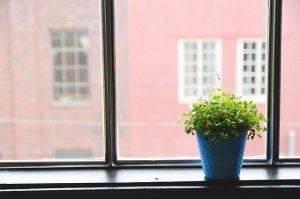 Window Plant Virtual Background
